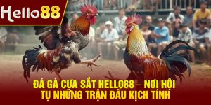 Da Ga Cua Sat Hello88 – Noi Hoi Tu Nhung Tran Dau Kich Tinh