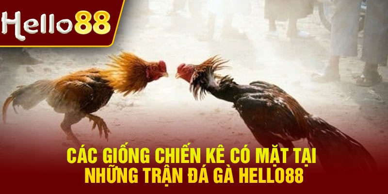 Các giống chiến kê có mặt tại những trận đá gà Hello88
