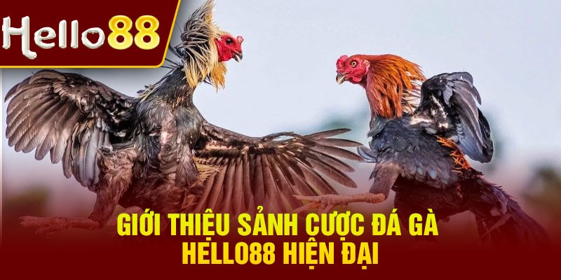 Giới thiệu sảnh cược đá gà Hello88 hiện đại
