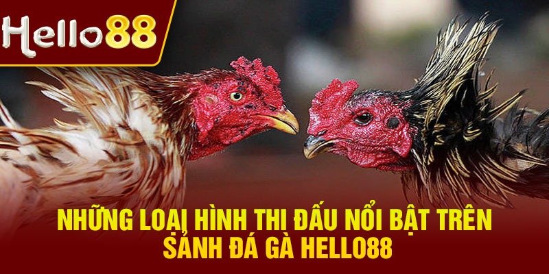 Những loại hình thi đấu nổi bật trên sảnh đá gà Hello88