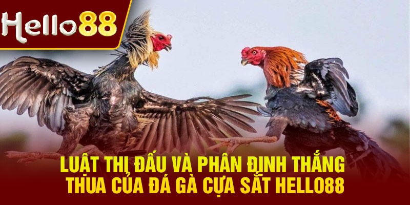 Luật thi đấu và phân định thắng thua của đá gà cựa sắt Hello88